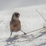 2018年、宮城県で撮影したベニマシコです