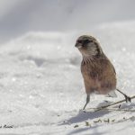 2018年、宮城県で撮影したベニマシコです