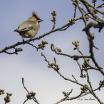 2017年、宮城県で出会ったヒレンジャクです