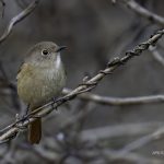 2018年に出会ったジョウビタキ♀です