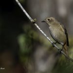 2018年に出会ったジョウビタキ♀です