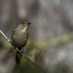 2018年に出会ったジョウビタキ♀です