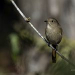 2018年に出会ったジョウビタキ♀です