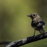 2018年に出会ったジョウビタキ♀です