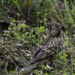 3018年に宮城県で出会ったトラツグミです