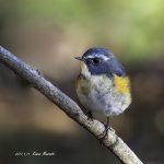 2017年、宮城県で出会ったルリビタキです