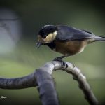 2017年、宮城県で出会ったヤマガラです