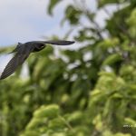 2018年に撮影したツバメの飛翔写真です