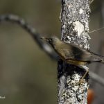 2018年に宮城県で撮影したアカハラです