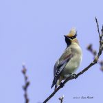 2017年、宮城県で出会ったヒレンジャクです