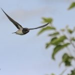 2018年に撮影したツバメの飛翔写真です