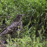 3018年に宮城県で出会ったトラツグミです