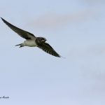 2018年に撮影したツバメの飛翔写真です