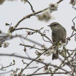 2018年に宮城県で撮影したウグイスです