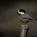 2017年、宮城県で出会ったヤマガラです