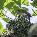 2018年、宮城県で撮影したコサメビタキです。