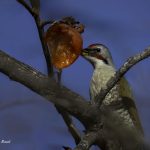 2018年、宮城県で出会ったアオゲラです