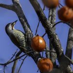 2018年、宮城県で出会ったアオゲラです