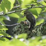 2018年、宮城県で撮影したコサメビタキです。