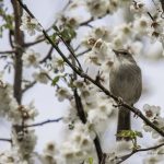 2018年に宮城県で撮影したウグイスです