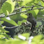 2018年、宮城県で撮影したコサメビタキです。