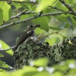 2018年、宮城県で撮影したコサメビタキです。