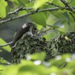 2018年、宮城県で撮影したコサメビタキです。