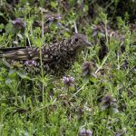 3018年に宮城県で出会ったトラツグミです