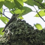 2018年、宮城県で撮影したコサメビタキです。