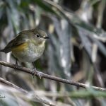 2018年、宮城県で撮影したルリビタキです