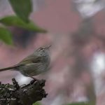 2018年に宮城県で撮影したウグイスです