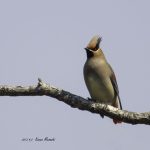 2017年、宮城県で出会ったヒレンジャクです