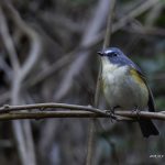 2018年、宮城県で撮影したルリビタキです