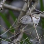 2018年に宮城県で撮影したウグイスです