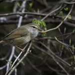 2018年に宮城県で撮影したウグイスです