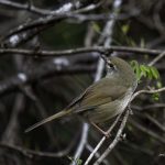 2018年に宮城県で撮影したウグイスです