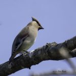 2017年、宮城県で出会ったヒレンジャクです