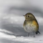 2018年、宮城県で撮影したルリビタキです