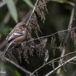 2018年、宮城県で撮影したベニマシコです