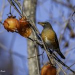 2018年に宮城県で撮影したアカハラです