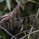 2018年、宮城県で撮影したベニマシコです