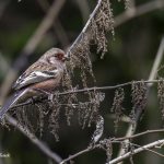 2018年、宮城県で撮影したベニマシコです