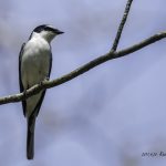 2017年に宮城県で出会ったサンショウクイです