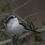 2017年に撮影したエナガです