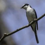 2017年に宮城県で出会ったサンショウクイです