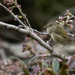 2018年に宮城県で撮影したウグイスです