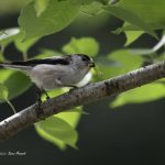 2018年に宮城県で出会ったエナガです