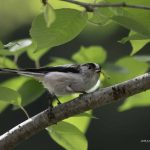 2018年に宮城県で出会ったエナガです