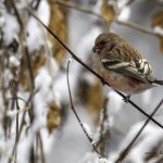 2018年、宮城県で撮影したベニマシコです