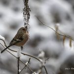 2018年、宮城県で撮影したベニマシコです
